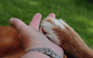 Friendship Hand Hondenpoot Together  - Sonja-Kalee / Pixabay