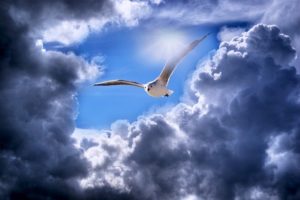 Seagull Bird Cumulus Clouds Sky  - JanetRDominguez / Pixabay