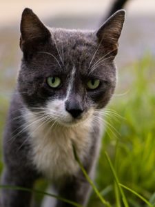 Cat Animal Eyes Cute Feline Grass  - D_Fenix249 / Pixabay