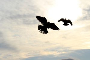 New Flock Wing Sky Cloud Flight  - manseok_Kim / Pixabay