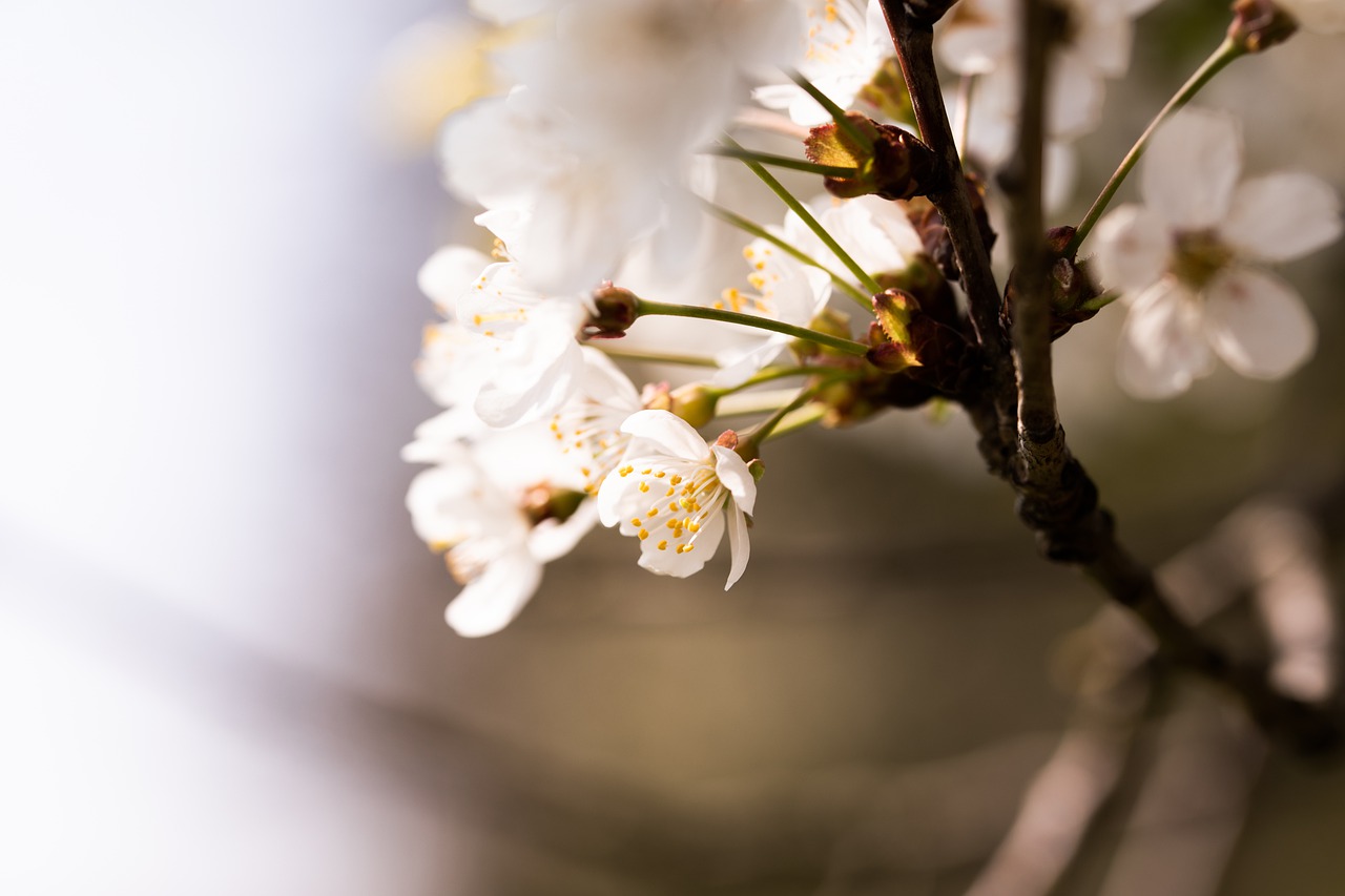 Cherry Blossom Flowers Branch Light  - Sabrinasfotos / Pixabay