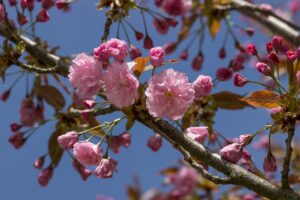 Spring Cherry Blossom Pink Blossom  - guvo59 / Pixabay