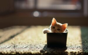 Cat Kitten Pet Animal Cute Lion  - Shujonmoral / Pixabay