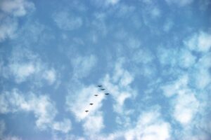 Sky Birds Flying Flight Blue Sky  - Candid_Shots / Pixabay
